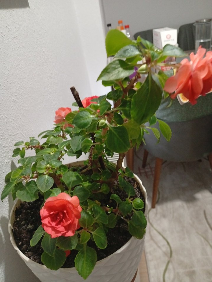 cam güzeli - Görsel 4