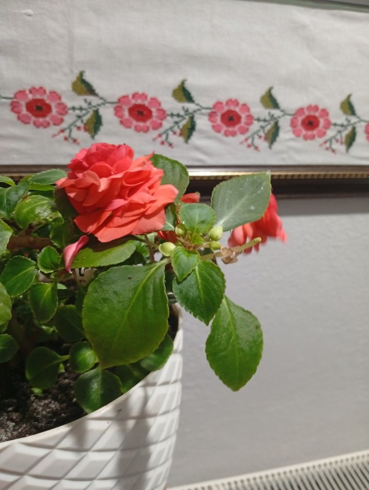 cam güzeli - Görsel 2