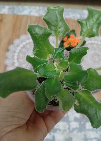 özel tür menekşe - Görsel 5