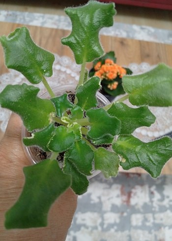 özel tür menekşe - Görsel 3