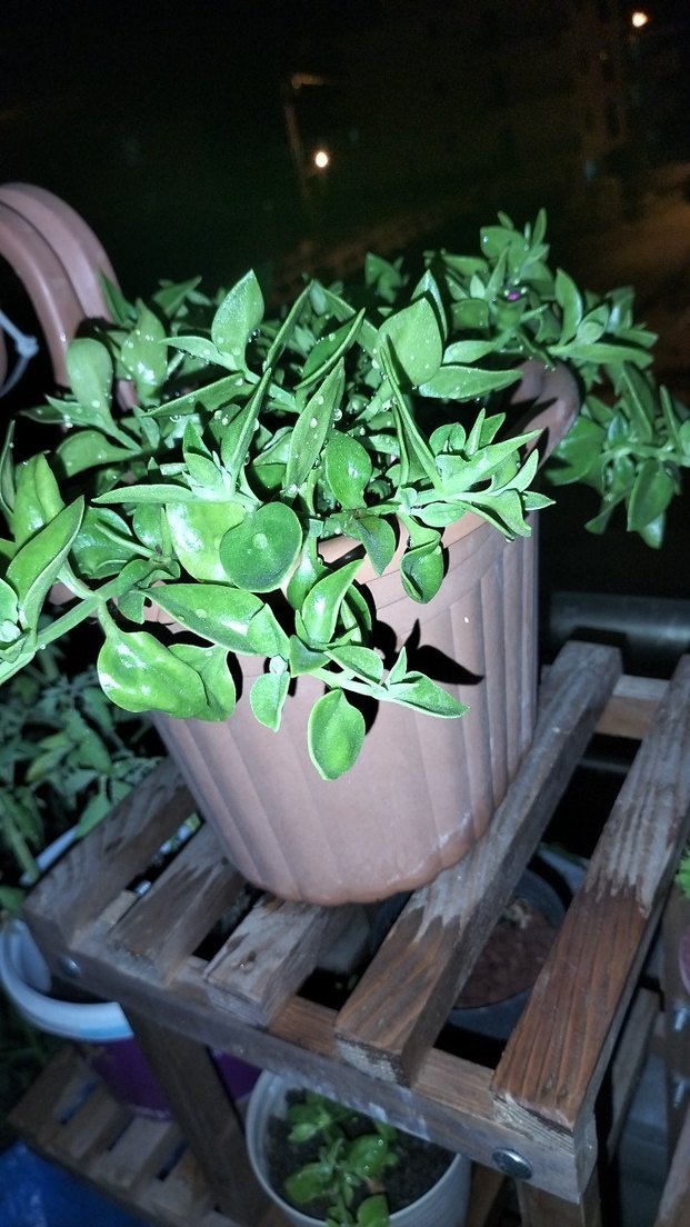 Canlı Yeşil Saksı Bitkisi - Görsel 2