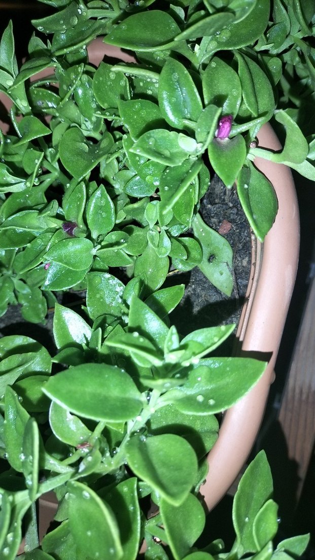 Canlı Yeşil Saksı Bitkisi - Görsel 3