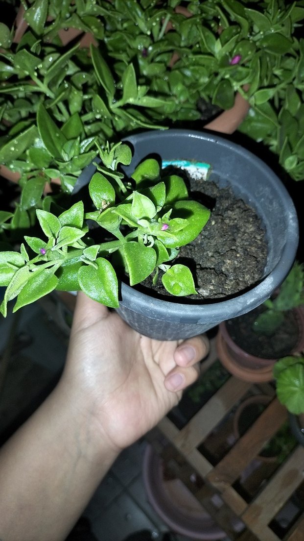 Canlı Yeşil Saksı Bitkisi - Görsel 5