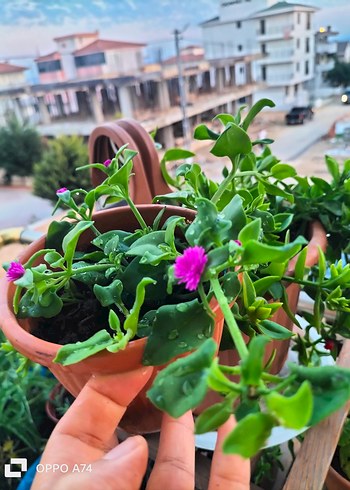Pembe Çiçekli Saksı Bitkisi