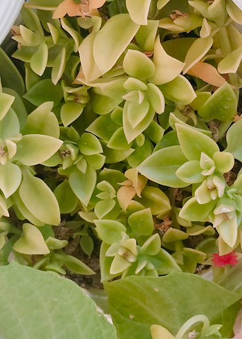 Renkli Yeşil Sukulent Saksısı - Görsel 2