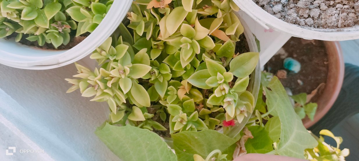 Renkli Yeşil Sukulent Saksısı - Görsel 2