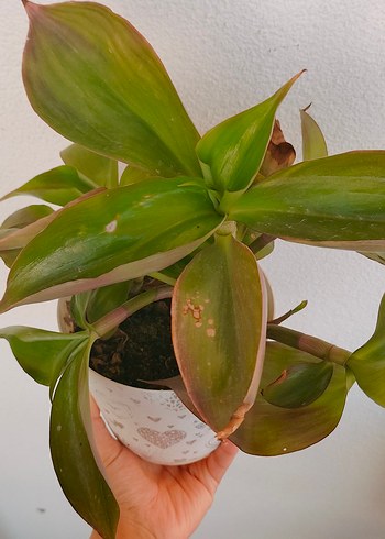 Pastel Yeşil Saksıda Ev Bitkisi - Görsel 2