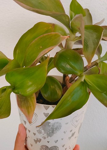 Pastel Yeşil Saksıda Ev Bitkisi - Görsel 4