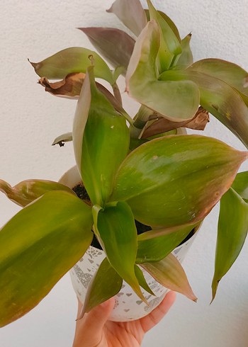 Pastel Yeşil Saksıda Ev Bitkisi - Görsel 3