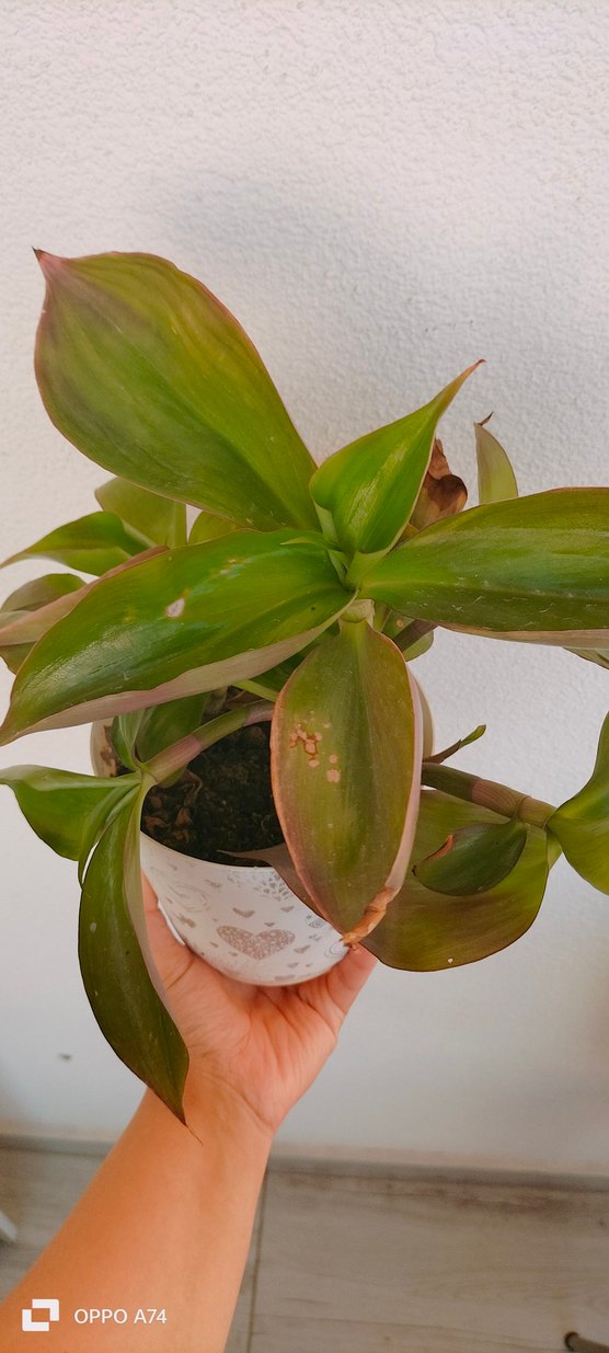 Pastel Yeşil Saksıda Ev Bitkisi - Görsel 2