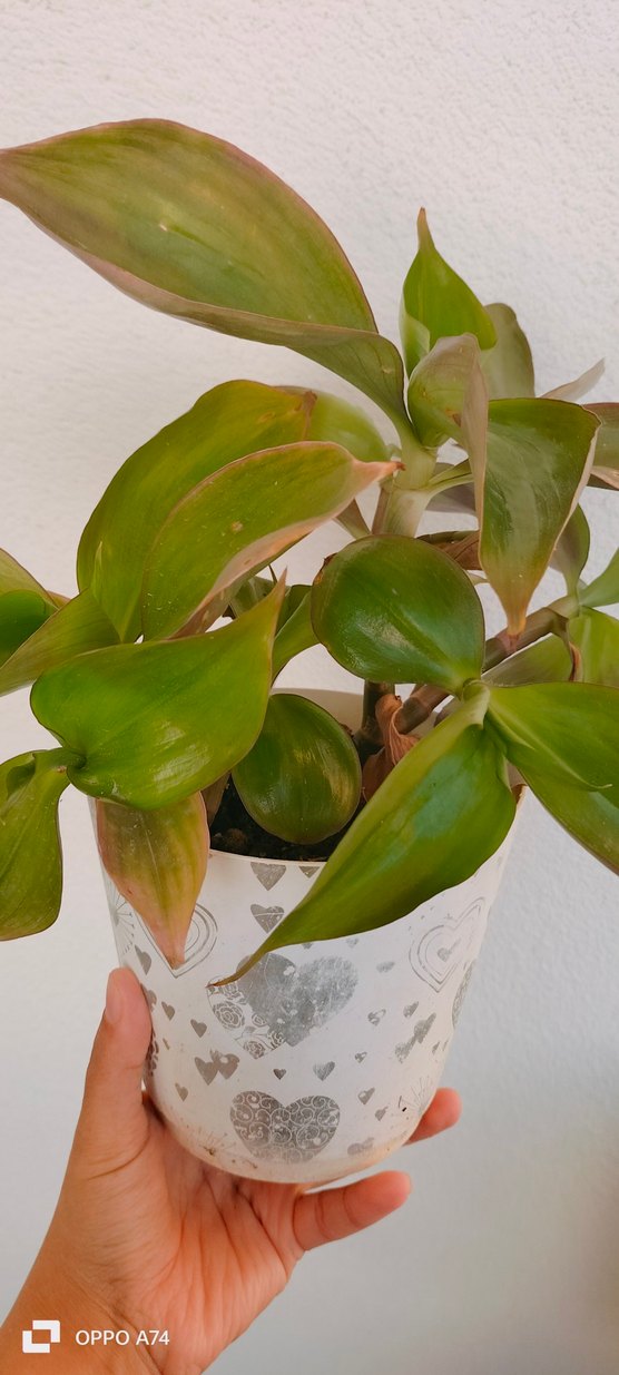 Pastel Yeşil Saksıda Ev Bitkisi - Görsel 4