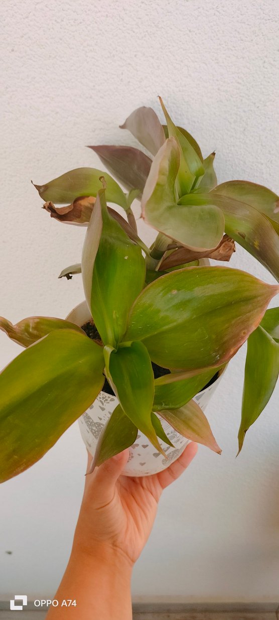 Pastel Yeşil Saksıda Ev Bitkisi - Görsel 3