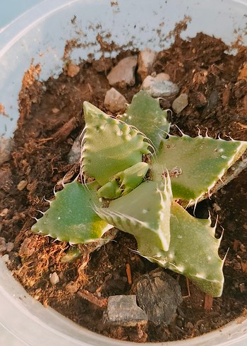 Koyu Yeşil Dekoratif Etli Bitki - Görsel 2