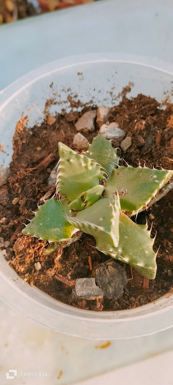 Koyu Yeşil Dekoratif Etli Bitki - Görsel 2