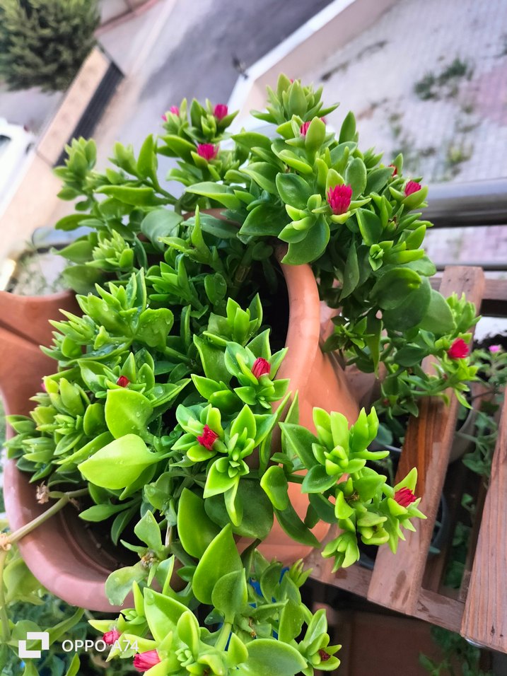 Renkli Yeşil Ev Bitkisi - Görsel 2