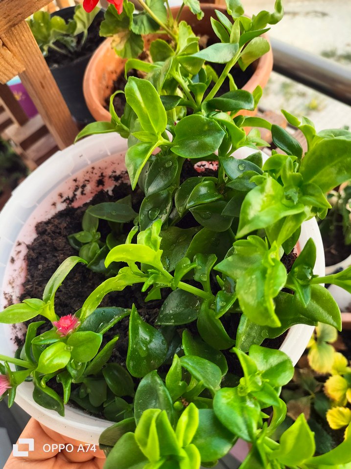 Renkli Yeşil Ev Bitkisi - Görsel 3