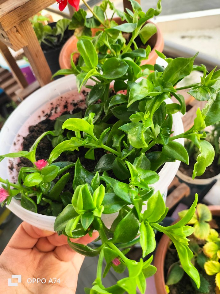 Renkli Yeşil Ev Bitkisi - Görsel 4