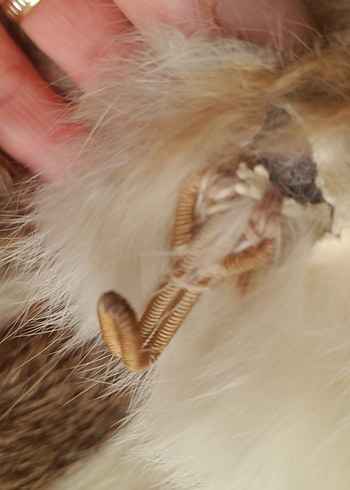 Uzun Bej Kadın Kürk Detaylı Kaban - Görsel 7