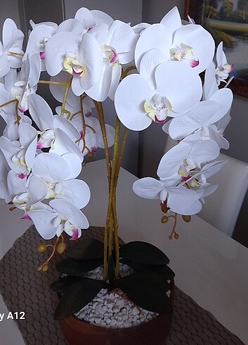  Beden beyaz Renk Islak orkide aranjman 