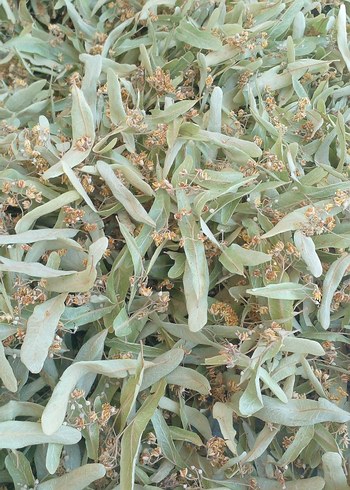 Kurutulmuş Ihlamur Yaprakları - Görsel 2