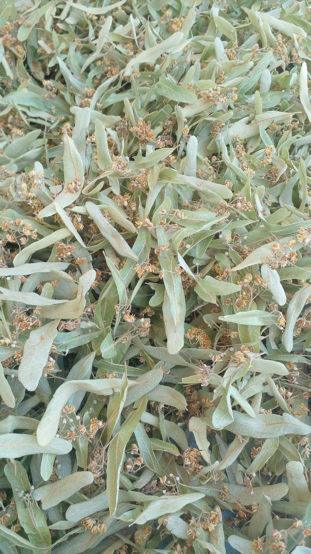 Kurutulmuş Ihlamur Yaprakları - Görsel 2