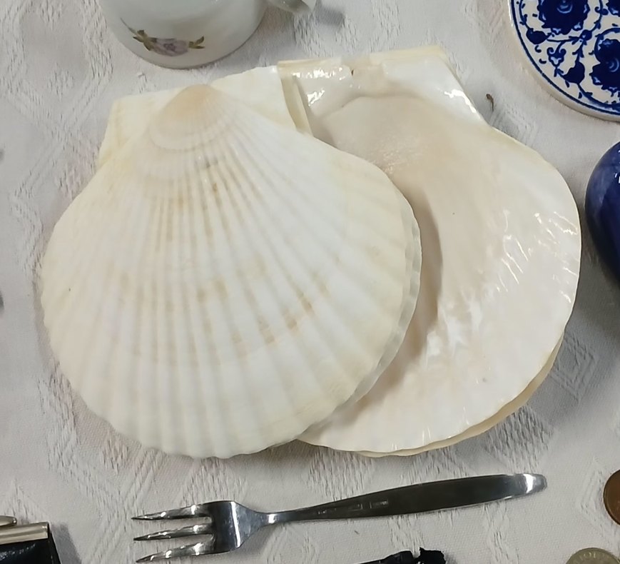 Beyaz Deniz Kabuğu Şeklinde Tabak - Görsel 2