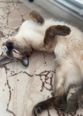 Beden Kahverengi siyam kedi