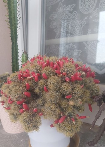 Renkli Kaktüs - Görsel 2