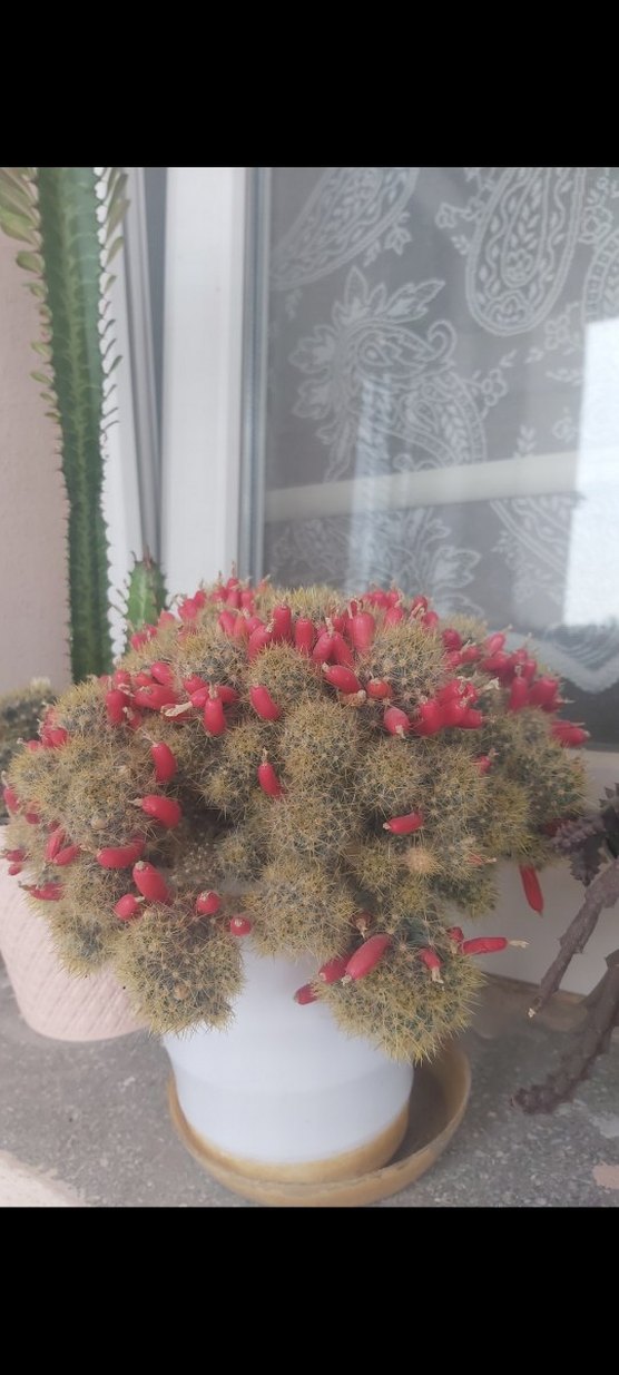 Renkli Kaktüs - Görsel 2