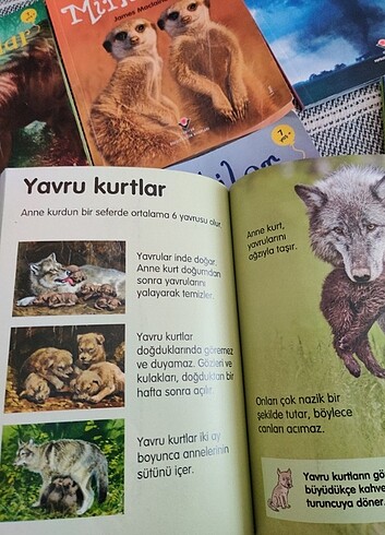 ilk okuma - Görsel 5