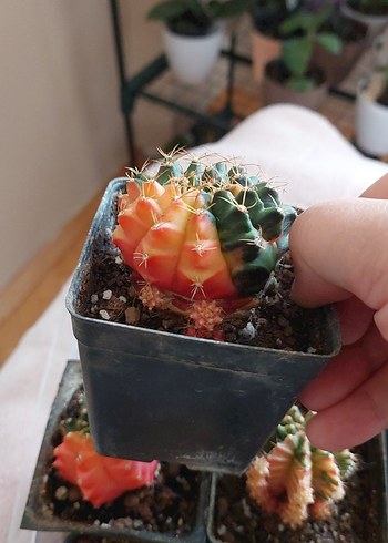 Çiçek Pastel Pembe Kaktüs Saksısı