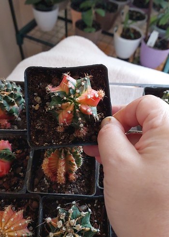 Pastel Renkli Mini Kaktüs Saksısı