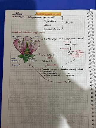 s Beden beyaz Renk Tyt biyoloji konu anlatımı -Öğrencim defteri