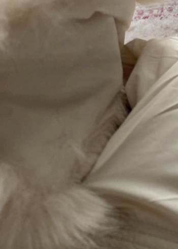 Kürklü Beyaz Kadın Kısa Kaban robin marka kullanilmadi - Görsel 7