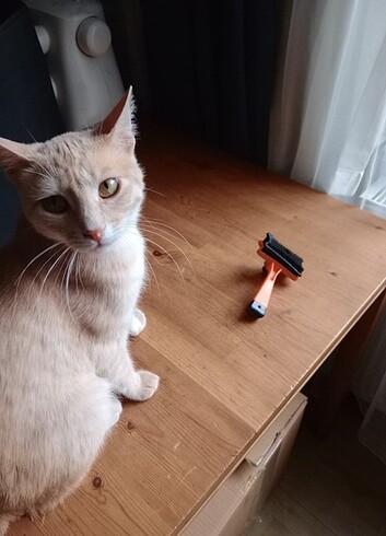 #kedi tarağı  - Görsel 2