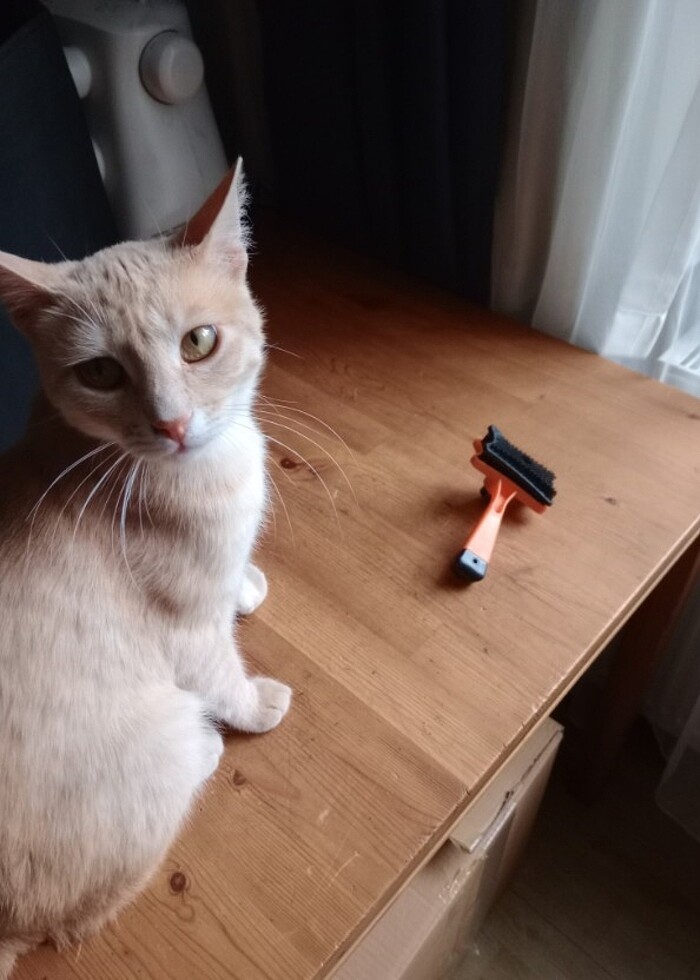 #kedi tarağı  - Görsel 2