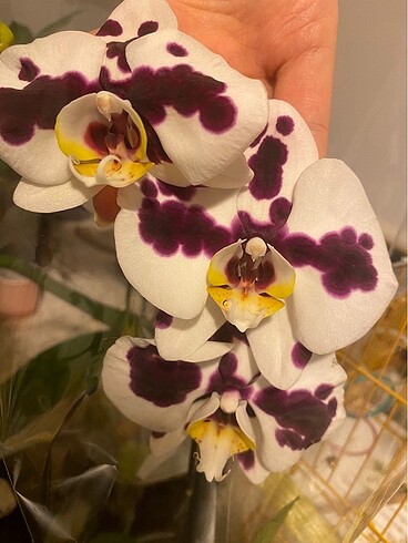 Diğer Phalaenopsis Multi Orkide