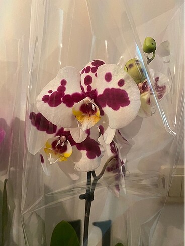  Beden Phalaenopsis Multi Orkide