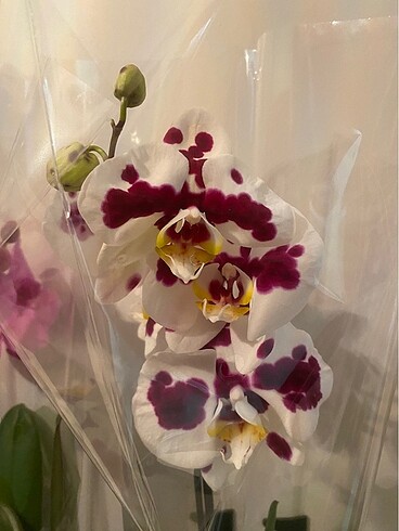  Beden çeşitli Renk Phalaenopsis Multi Orkide
