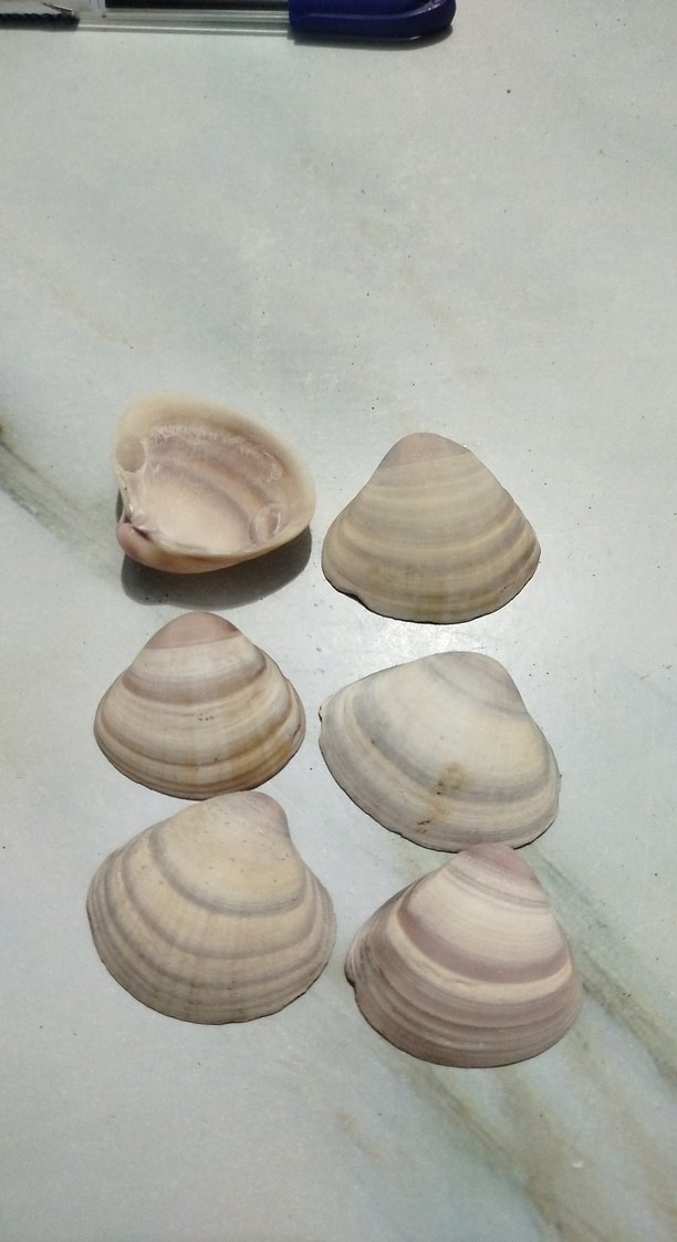 Bej Doğal Deniz Kabukları - Görsel 2
