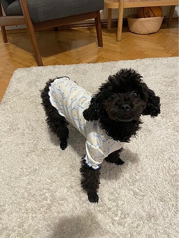 Toy poodle kıyafeti