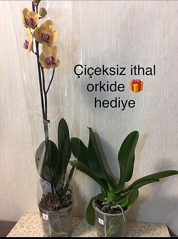 Çiçekli ithal orkide