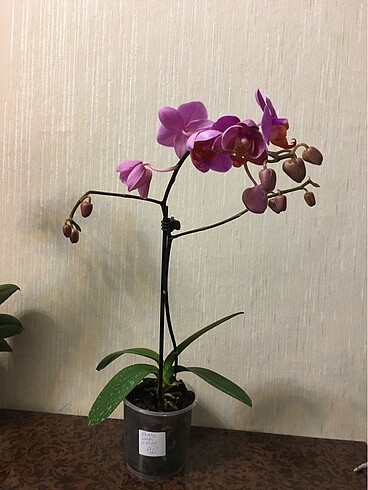 Diğer 9 potluk saksıda orkide