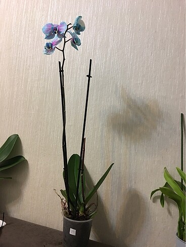 Diğer Mavi boyalı çiçekli orkide