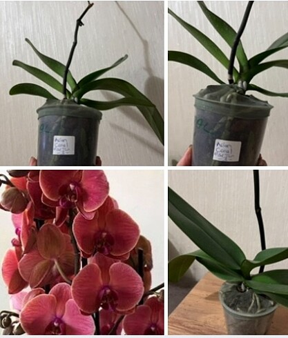 Phalaenopsis ASİAN Coral Orkide