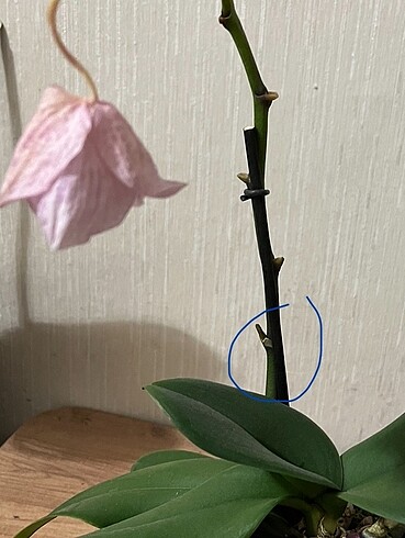 Çift dallı opti flor pembe renkli orkide