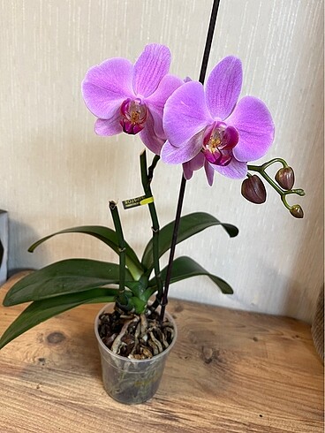 Opti flor marka pembe çiçekli orkide