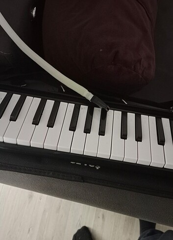 Diğer Ticon melodico