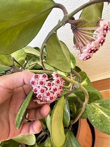 Ikea Hoya obovata verigeated