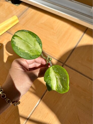 Hoya obovata verigeated